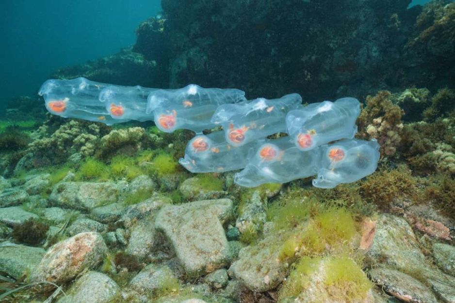 Łańcuchy salp mogą ciągnąć się kilometrami (fot. Getty Images)