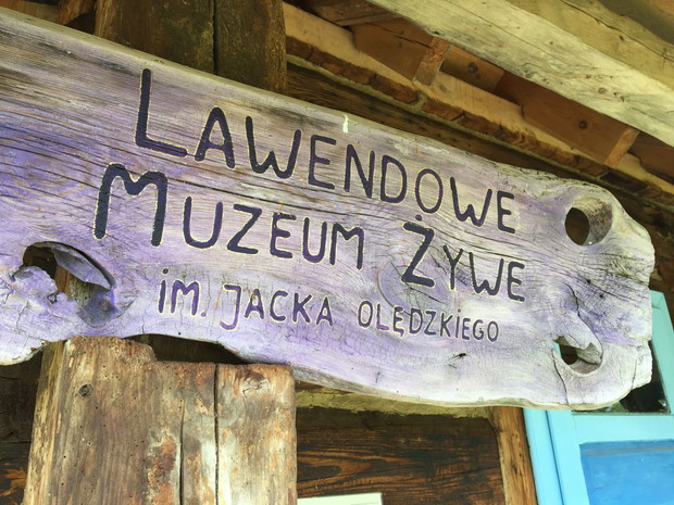 Lawendowe pola