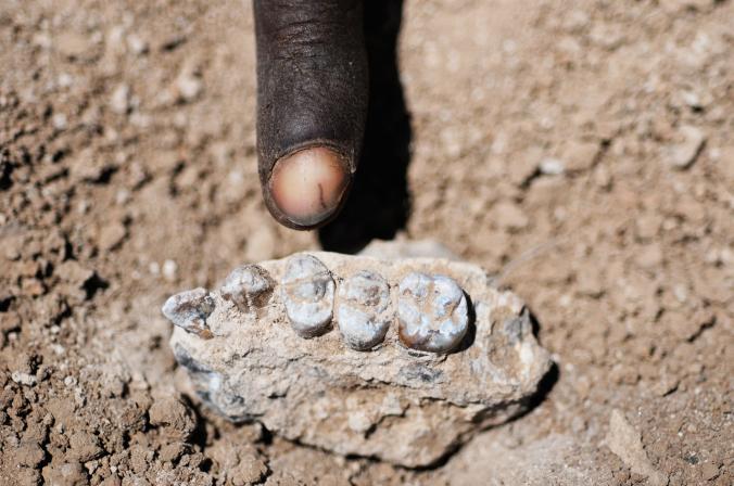 hominid