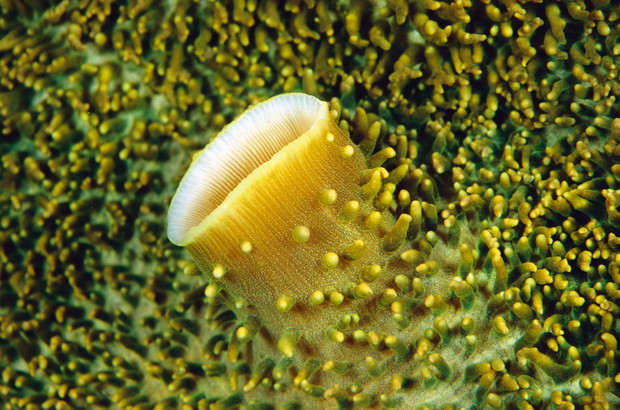 Głębia