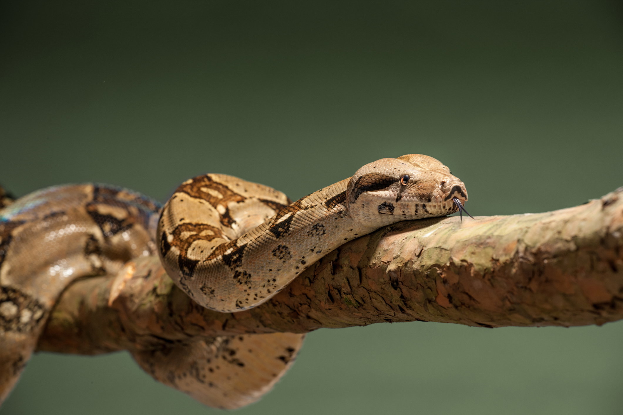 boa