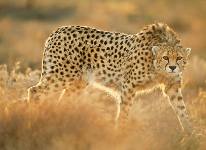Najdelikatniejsze z wielkich kotów są równocześnie – paradoksalnie – najsprytniejsze i najtwardsze ze wszystkich
