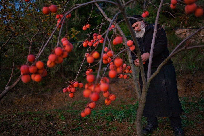 01-persimmons-714