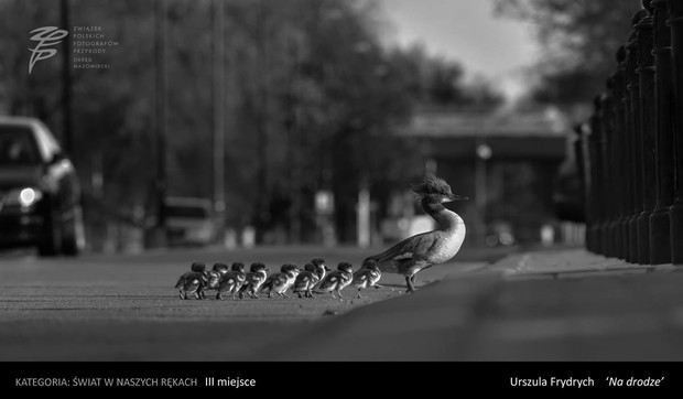 Konkurs na Fotografa Roku 2016 Okręgu Mazowieckiego ZPFP