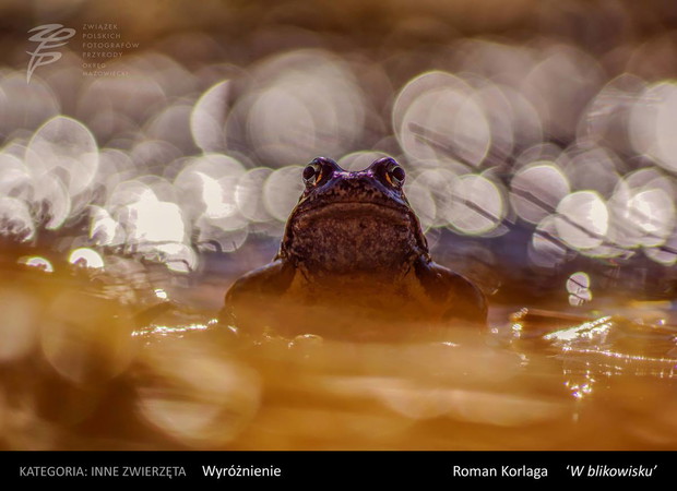 Konkurs na Fotografa Roku 2016 Okręgu Mazowieckiego ZPFP