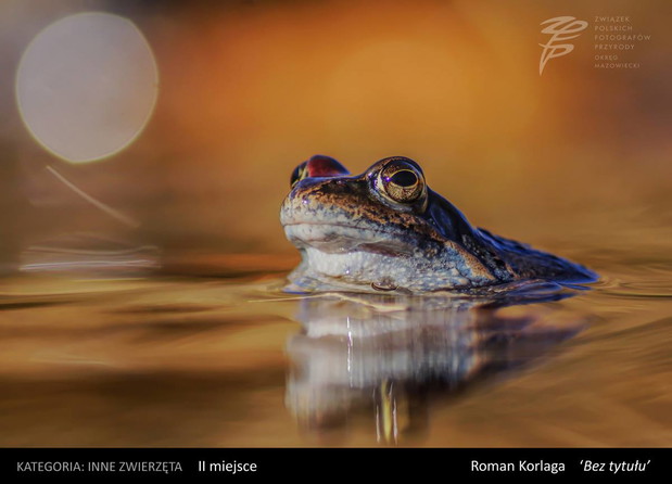 Konkurs na Fotografa Roku 2016 Okręgu Mazowieckiego ZPFP