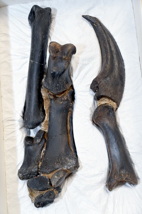 Kości palców i pazury Nanotyrannusa lancensis (prawa dłoń) były większe niż u T. rexa.