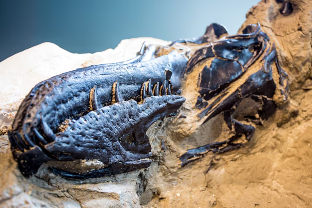 Pysk Nanotyrannusa ma dodatkową zatokę, której nie ma u T. rexa.