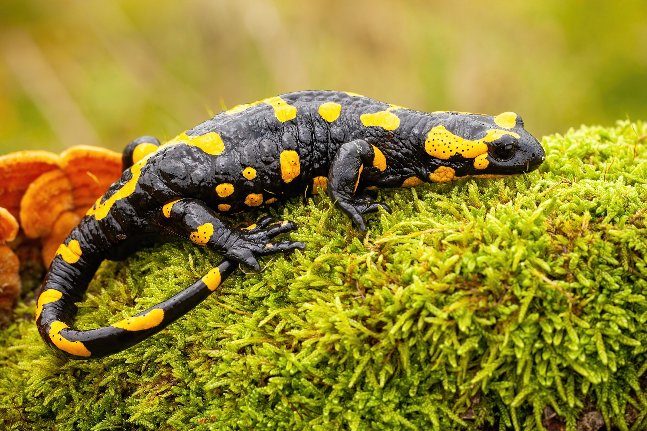 Salamandra: od legend o ogniu po współczesną ochronę przyrody