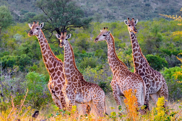 bew_57667_Mike Muizebelt_Nature in Stock