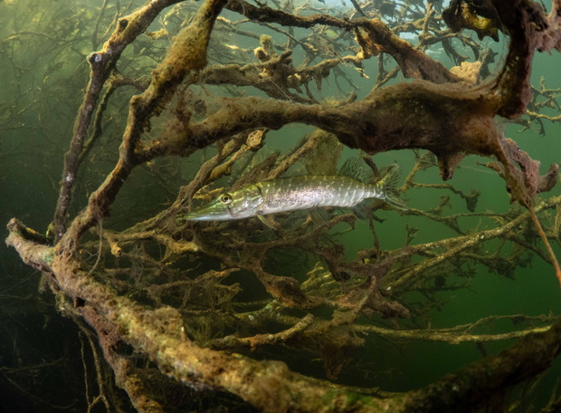 Esox, fot. Grzegorz Raginia