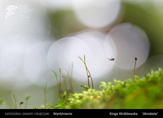 Konkurs na Fotografa Roku 2016 Okręgu Mazowieckiego ZPFP