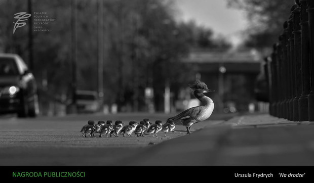 Konkurs na Fotografa Roku 2016 Okręgu Mazowieckiego ZPFP