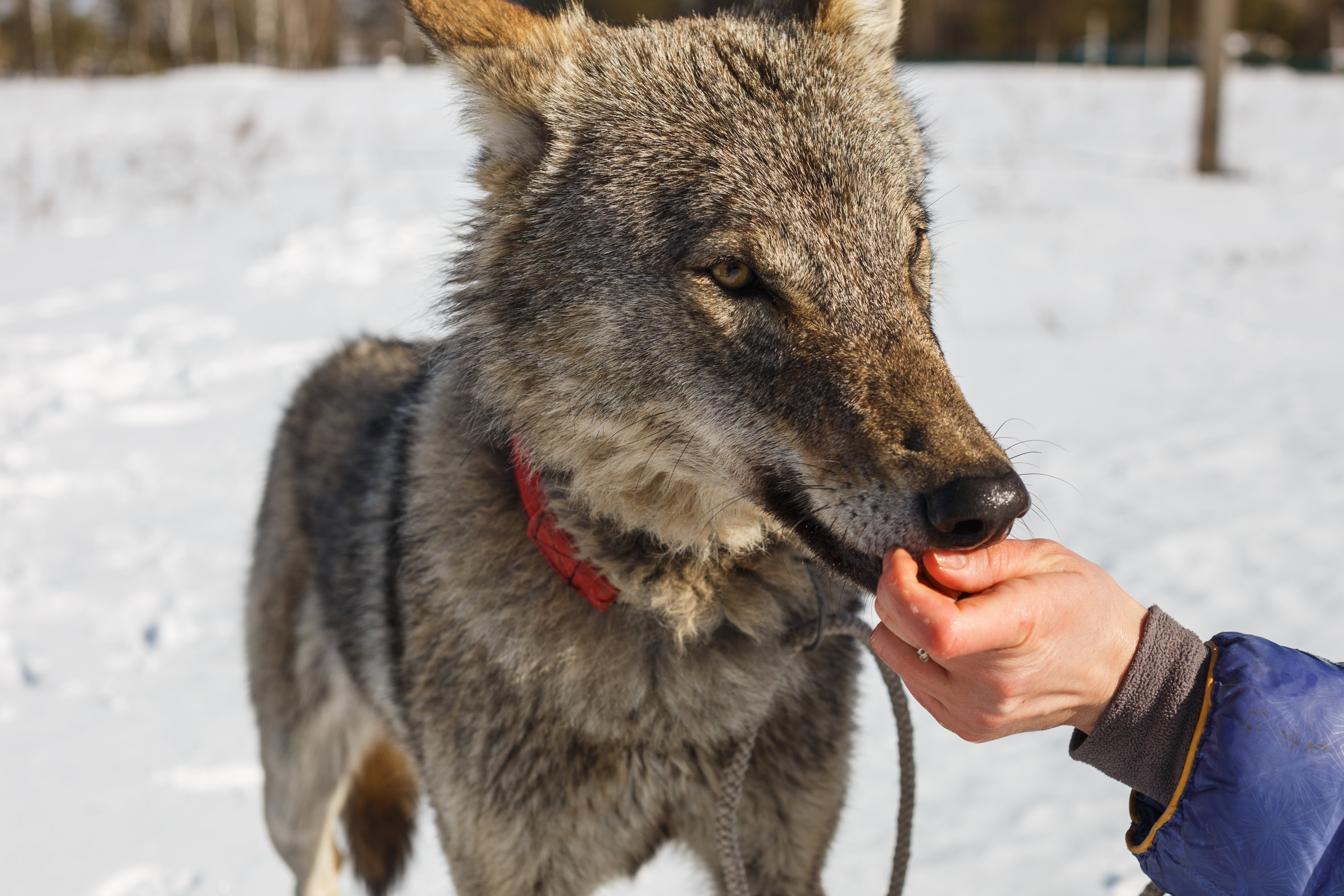 Niezwykła relacja ludzi i drapieżnika sprzed 5 tysięcy lat. Ludzie otoczyli wilczycę opieką