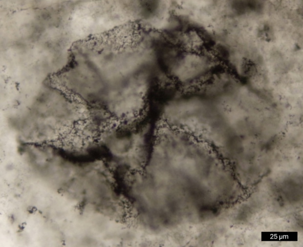 najstarsze-zycie-3