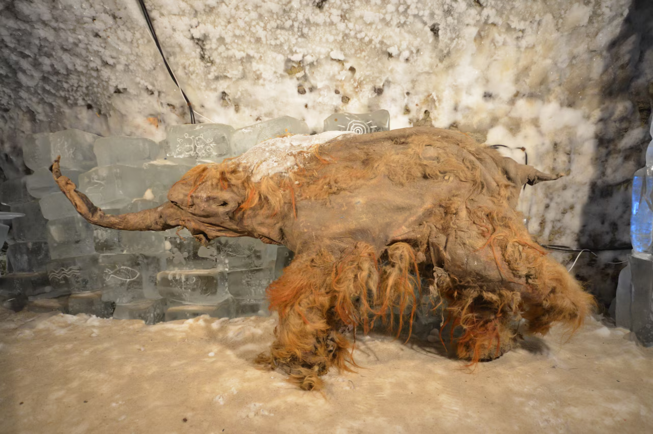 Mamut Yuka w Muzeum Wiecznej Zmarzliny w Jakucku.
