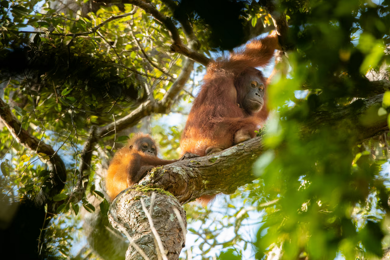 Rossa i Ronnie - rodzeństwo orangutanów które poradziło sobie ze stratą matki