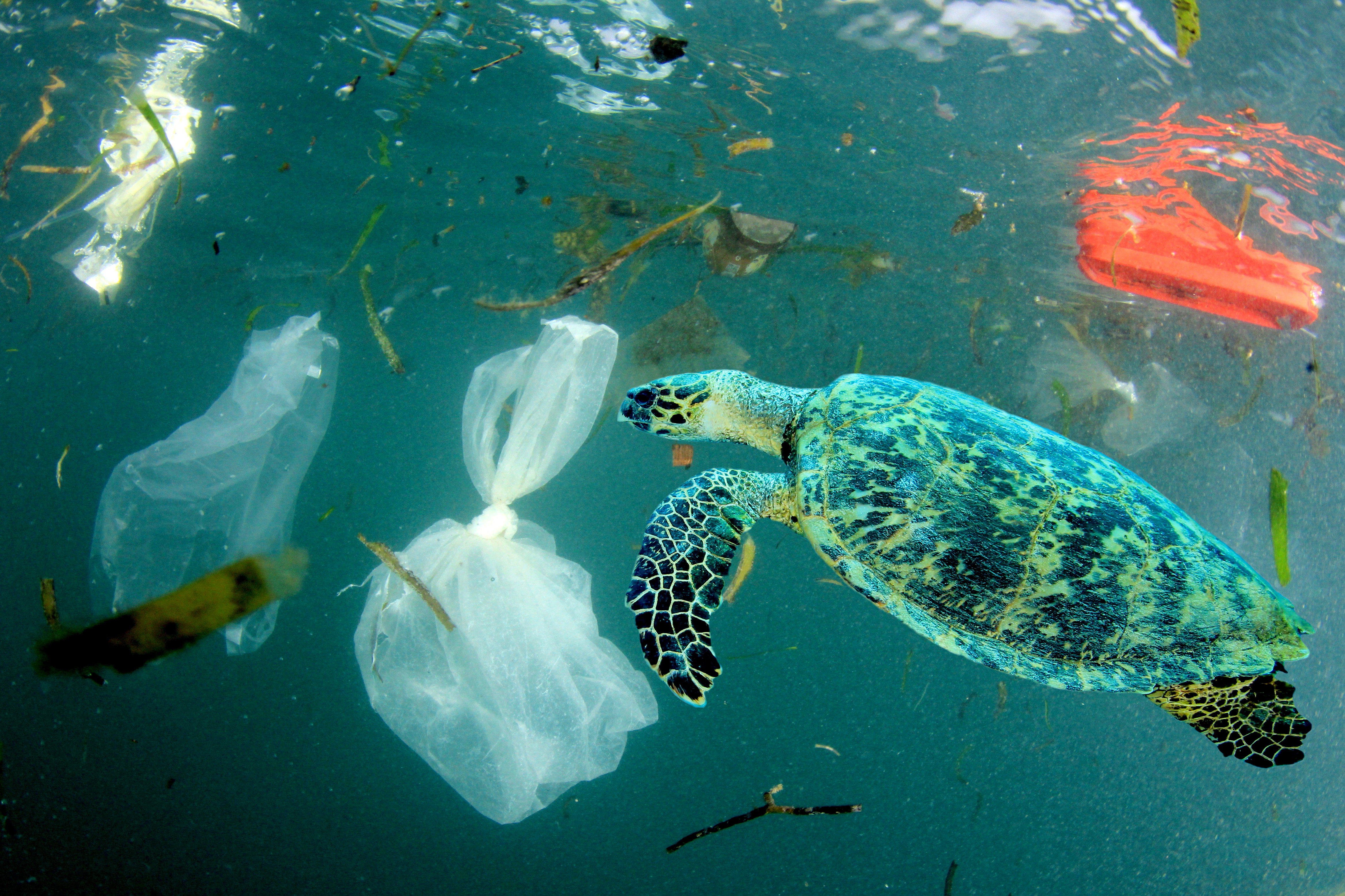 Ile trzeba plastiku, by zabić wszystkie morskie zwierzęta? Zaskakująco mało – zmieniamy ich życie w koszmar