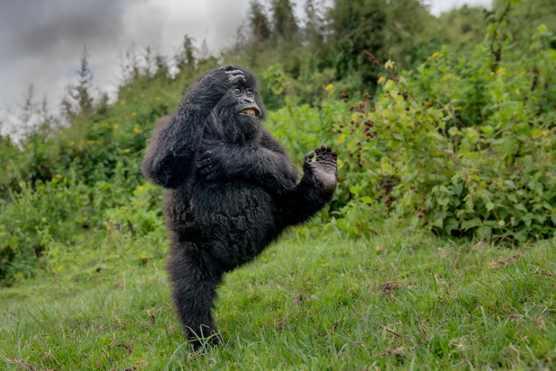 1. OVERALL WINNER &amp; ALEX WALKER'S SERIAN MAMMAL AWARD WINNER_Mark Meth-Cohn_High Five