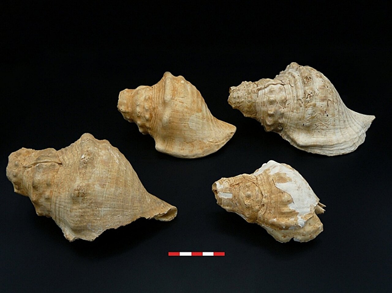 muszle-trabki