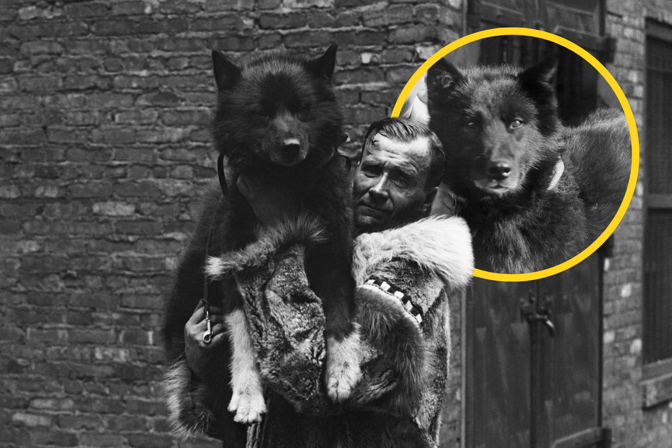 Przebadano geny słynnego husky. Balto w 1925 roku uratował chore dzieci na Alasce