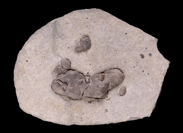 This fossilized coprolite from 118-125 million years ago came from an ichthyosaur and contained three teeth that were likely swallowed with prey.  Pascal Goetgheluck,