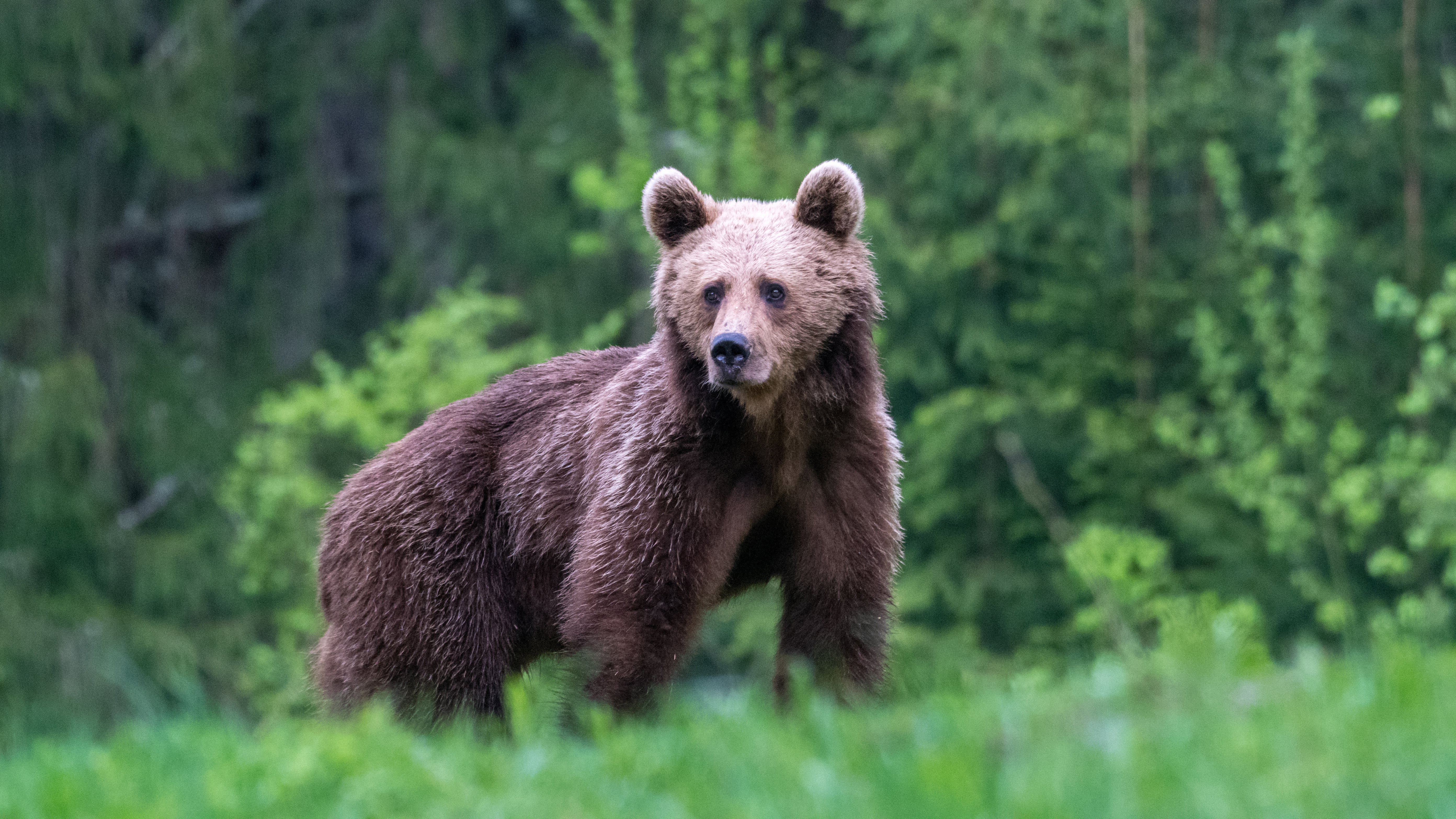 Niedźwiedzie z Apeninów stały się mniejsze i mniej agresywne