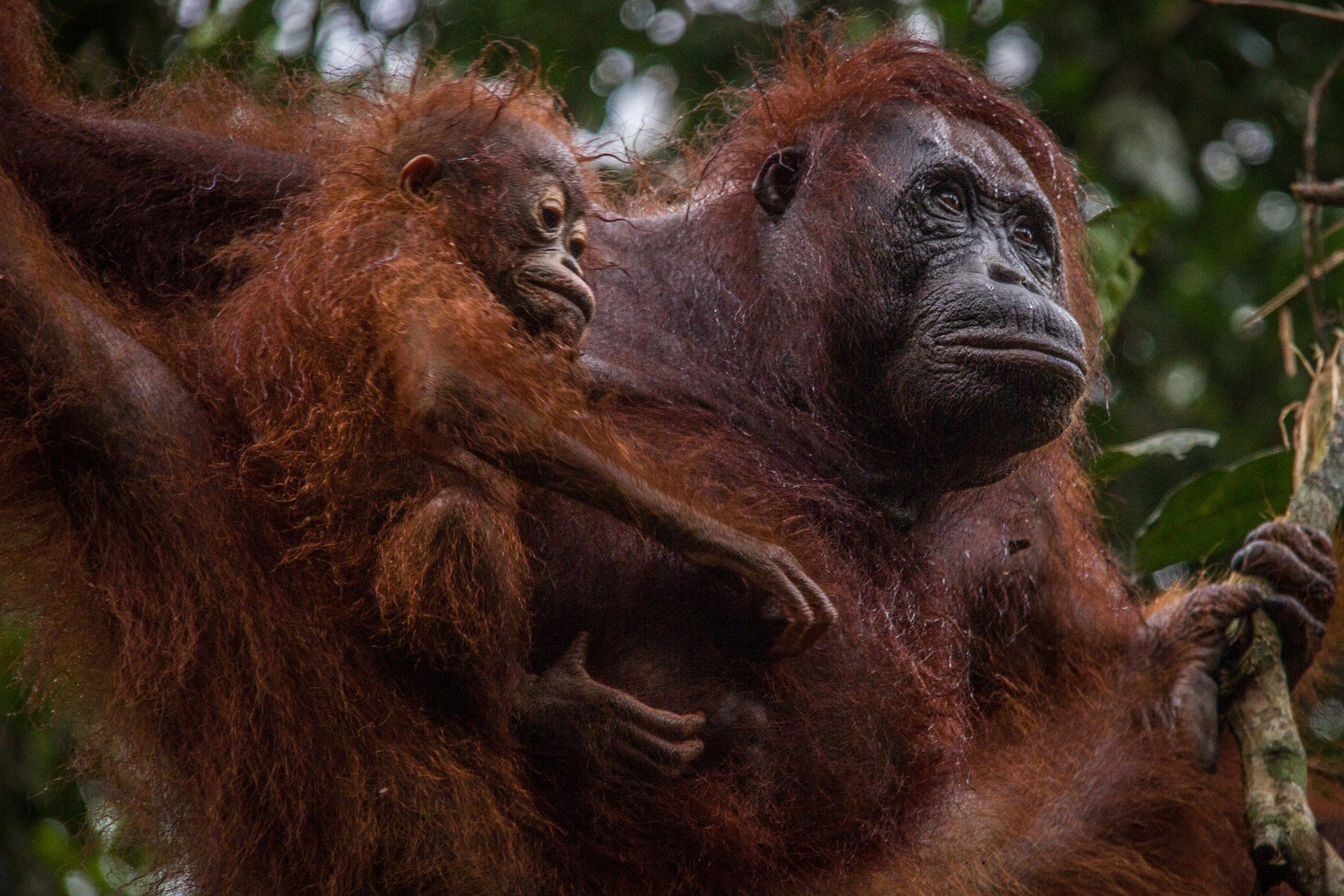 Orangutan – gatunki, środowisko, długość życia