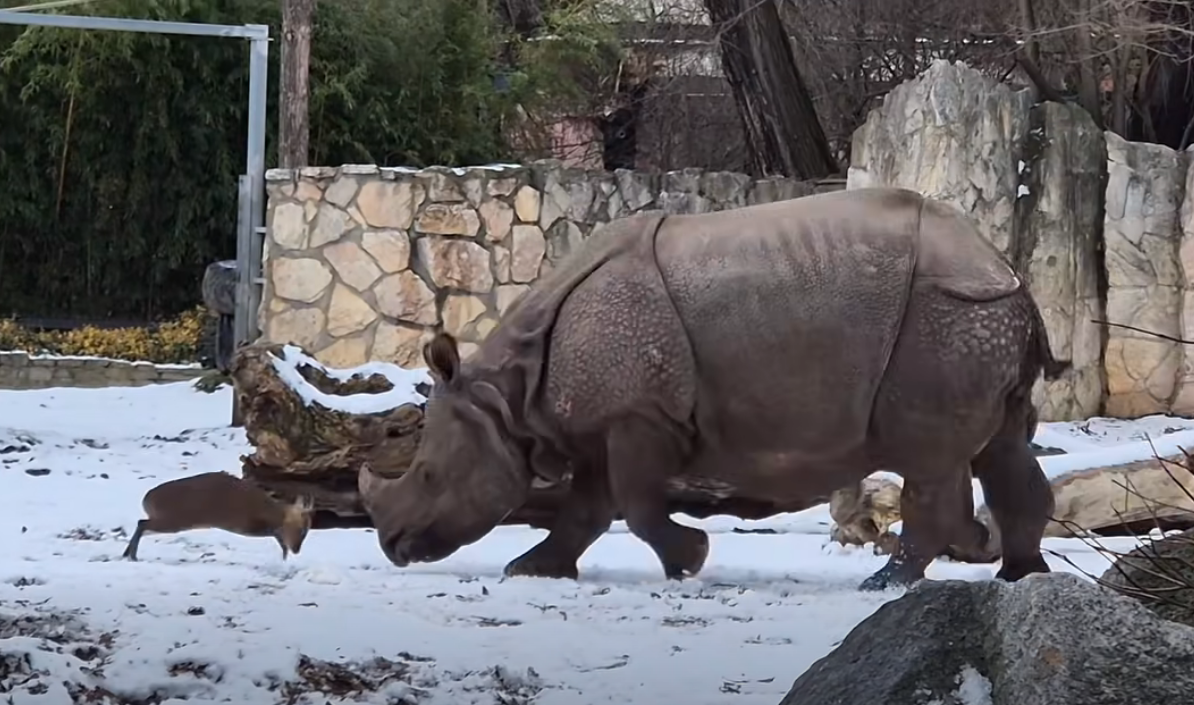 Mundżak i nosorożec z wrocławskiego ZOO stali się hitem internetu