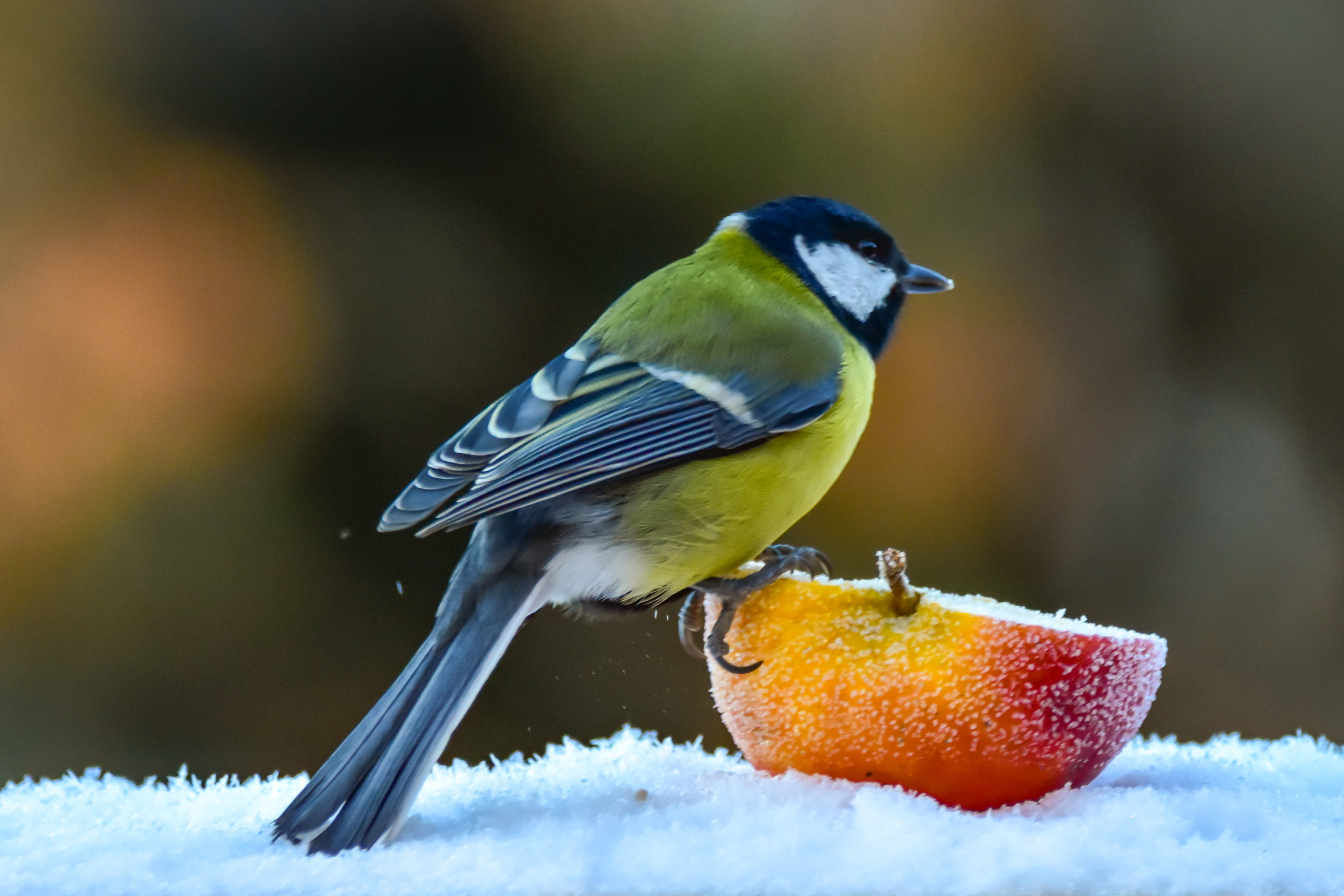 Great tit perching on half a red apple out in winter and snow. Apple is frosted  due to cold temperature. Focus on foreground with bird, Appel and snow. Defocused trees in the back.