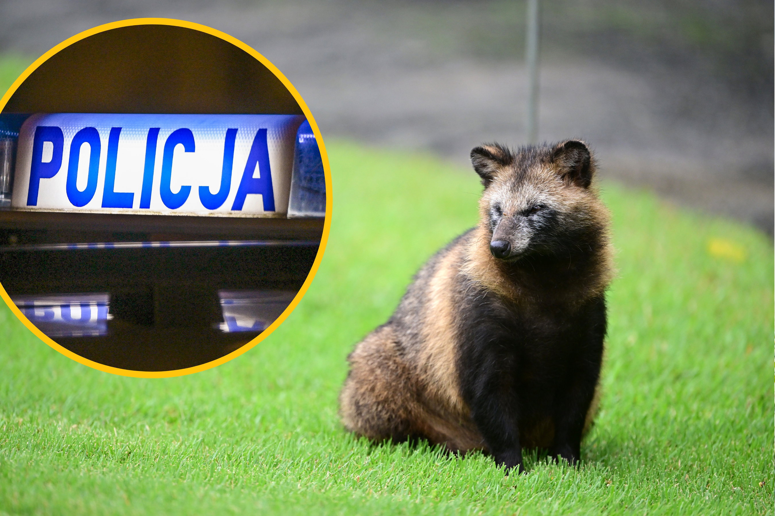 Zamiast psa przyniosła na policję… jenota. Zoologiczna pomyłka na komendzie w Lidzbarku Warmińskim