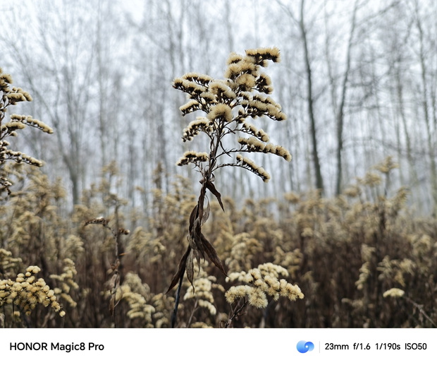 Honor Magic8 Pro
