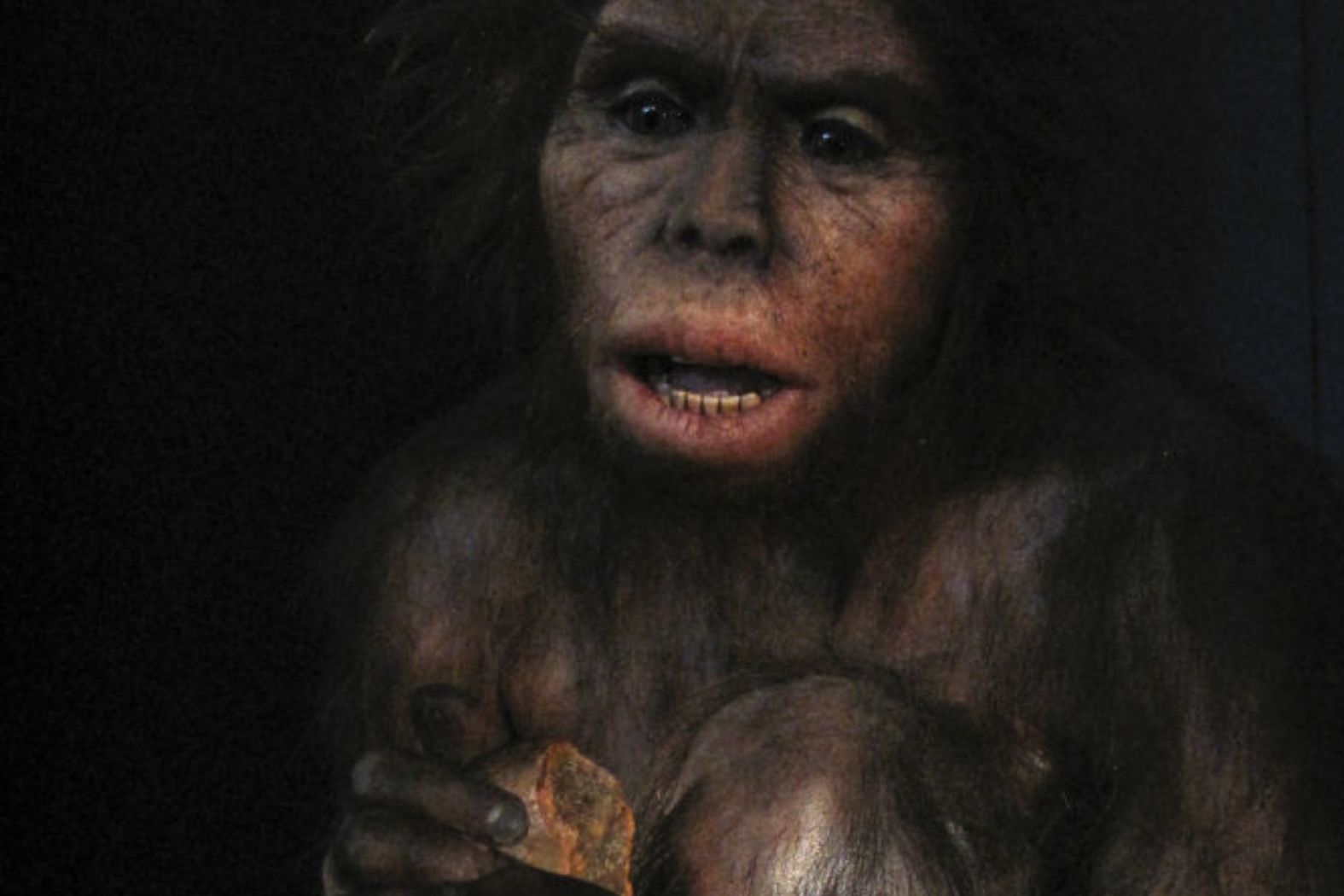 Czy homo habilis jest naszym przodkiem? Pojawiły się wątpliwości