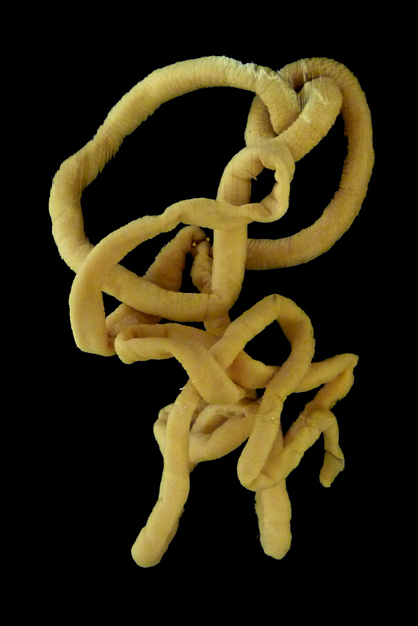 Lineus_longissimus