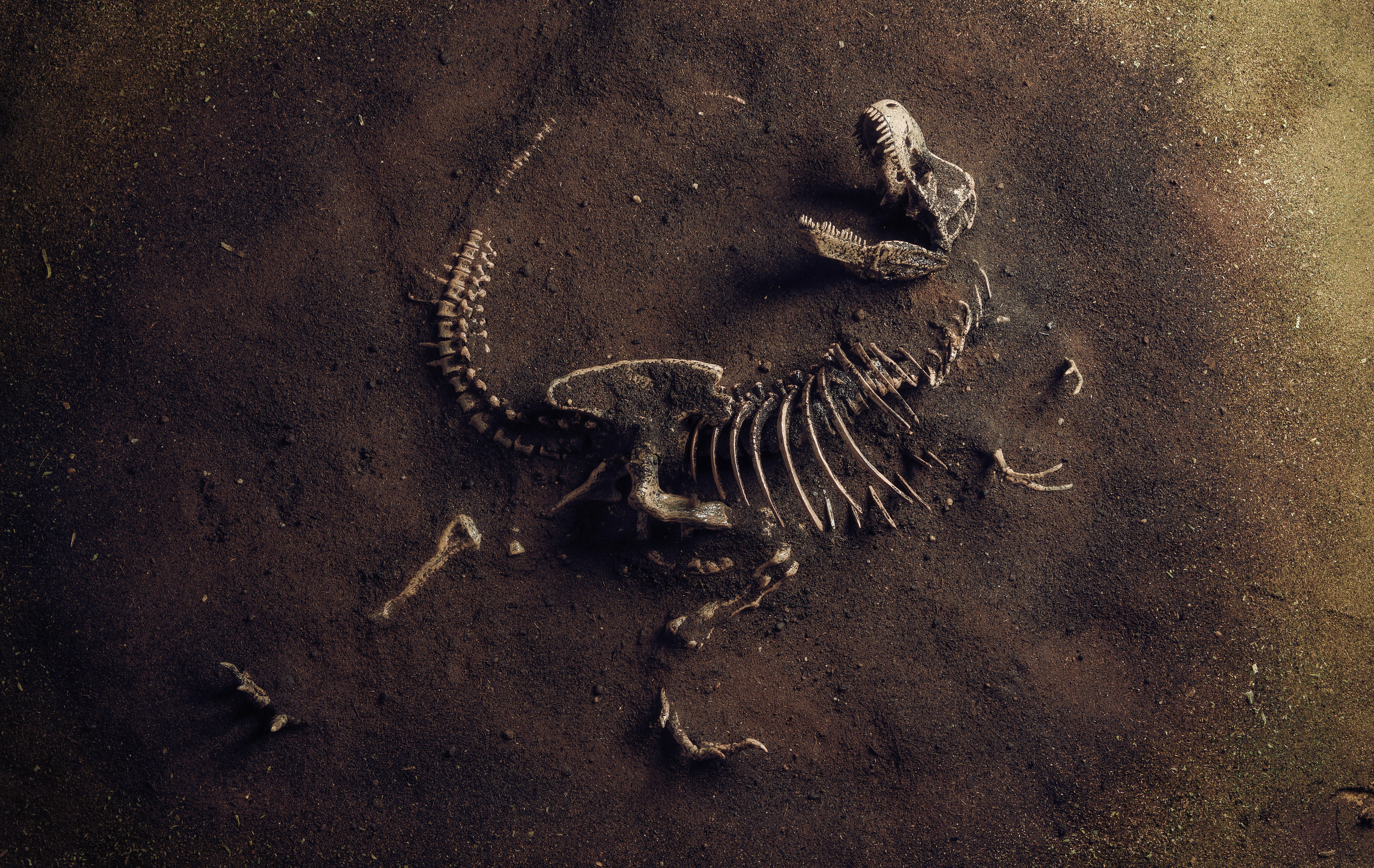 T-rex dojrzewał powoli. Paleontolodzy odkryli, że rósł nawet do czterdziestki. To Piotruś Pan wśród dinozaurów
