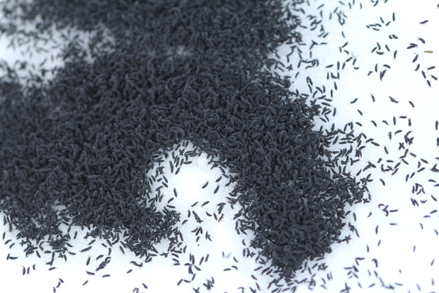 Snow Fleas (Hypogastrura nivicola)