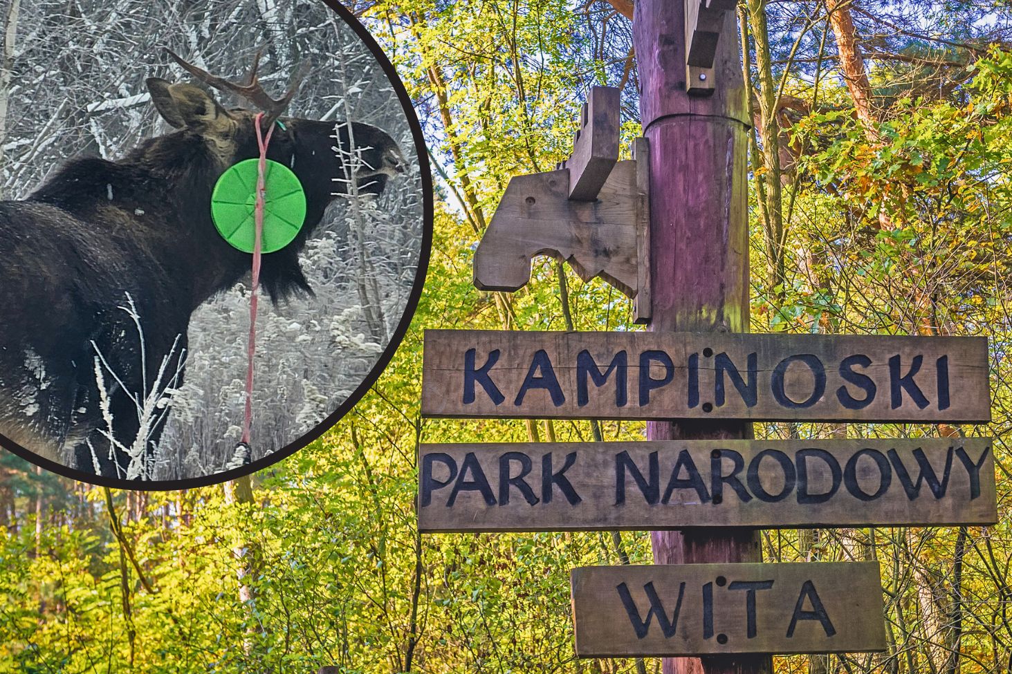 Pod Warszawą pojawił się łoś z huśtawką na porożu