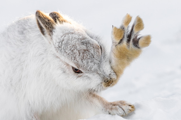 Mountain Hare (Lepus timidus) Preening in Winter Pelage in Snow, Scottish Highlands