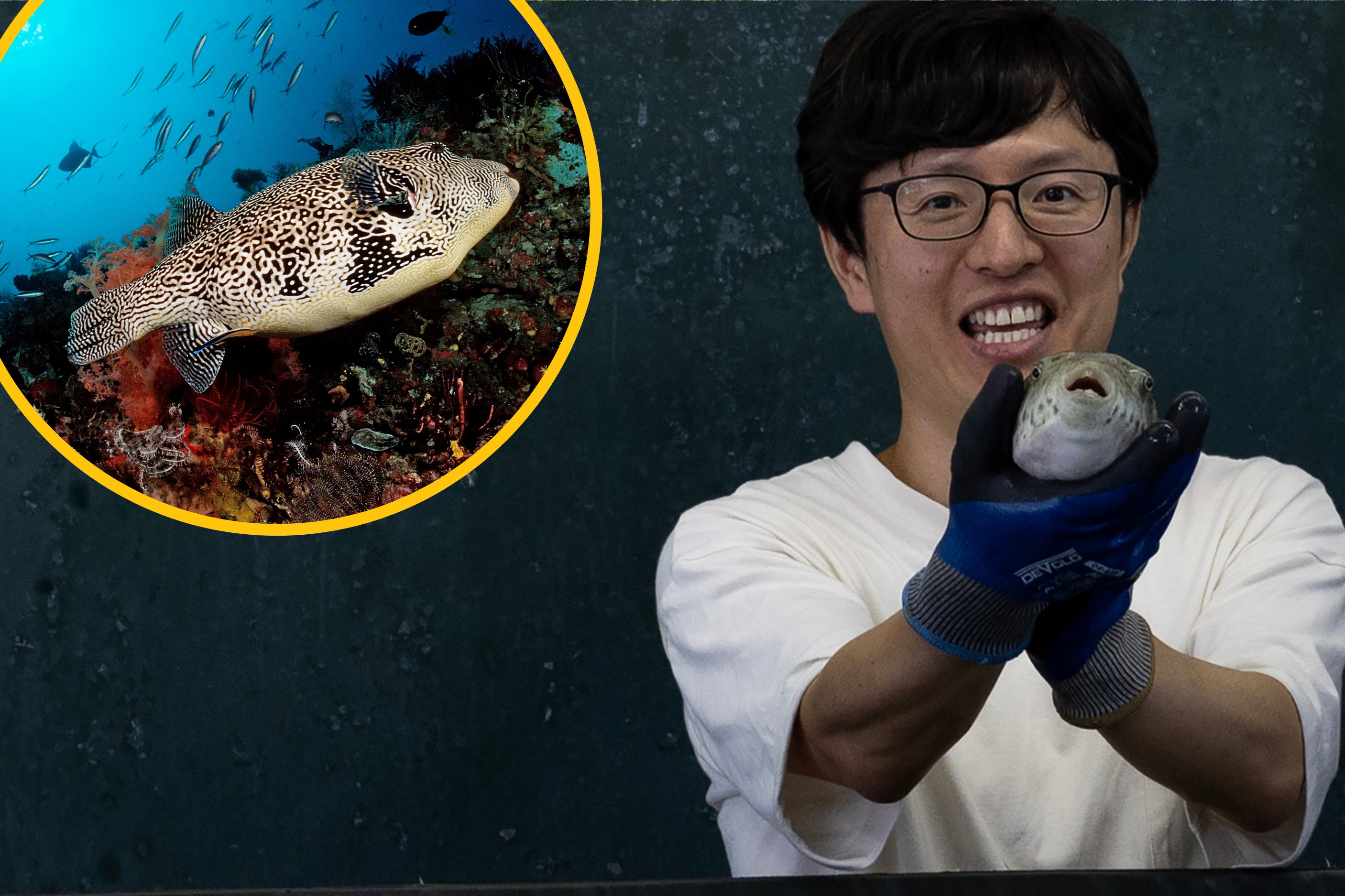 ryba fugu