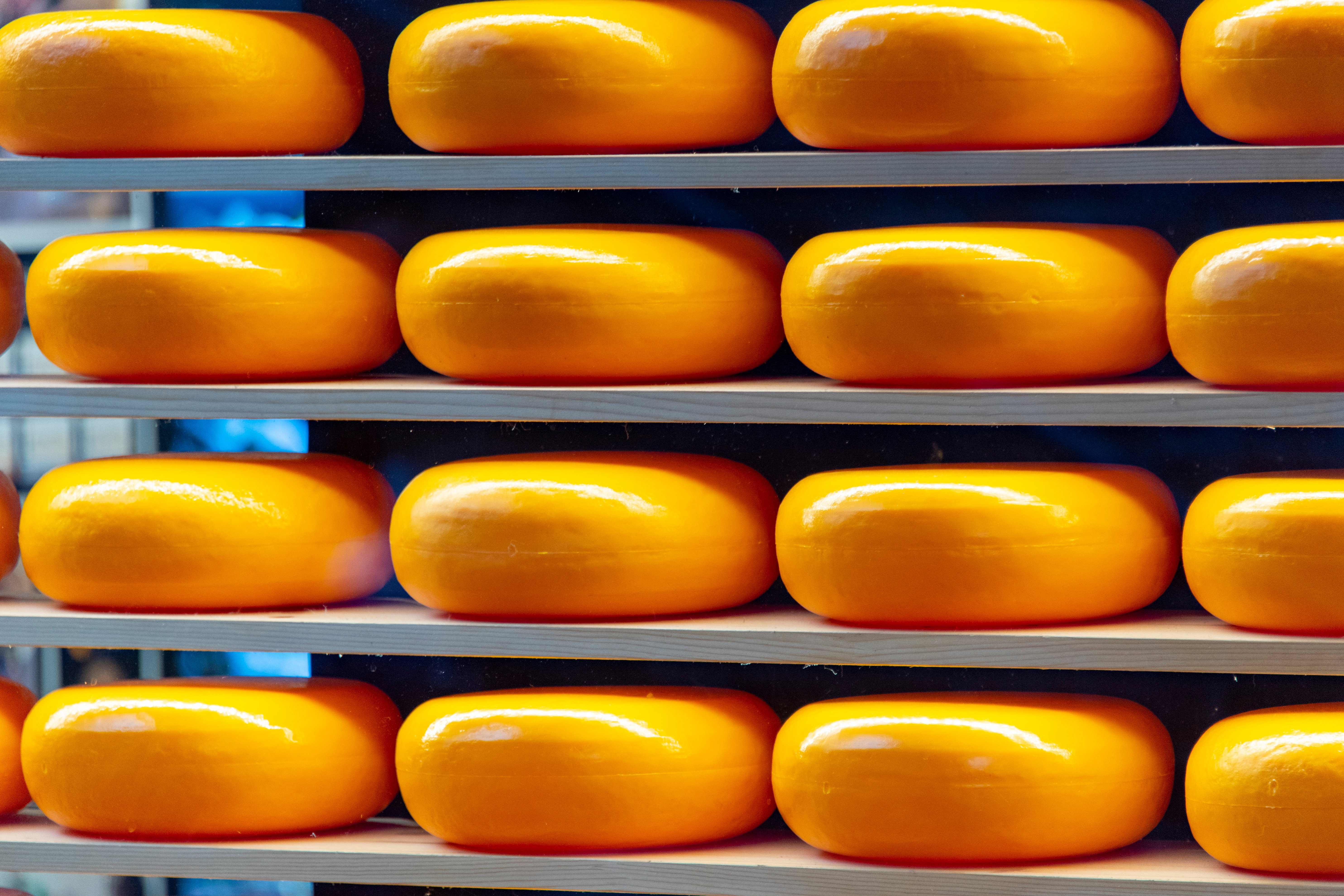 Gouda z probówki. Czy mikroorganizmy zastąpią krowy na pastwiskach?