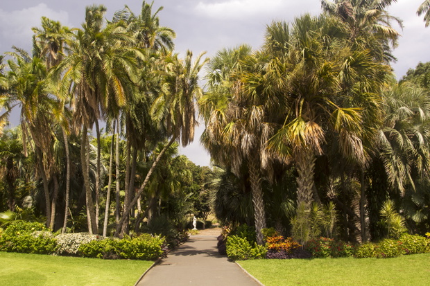 Palmy w Królewskim Ogrodzie Botanicznym w Sydney, Australia.