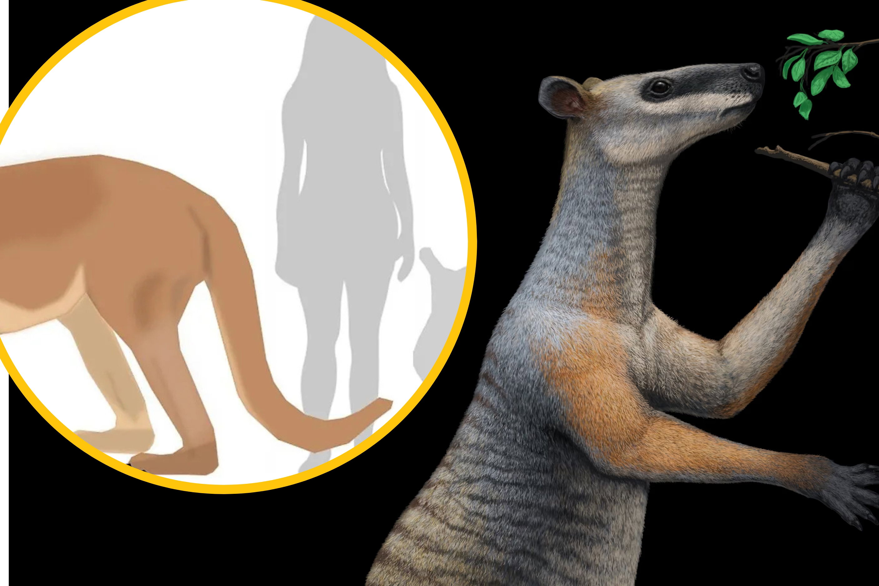 gigantyczne kangury