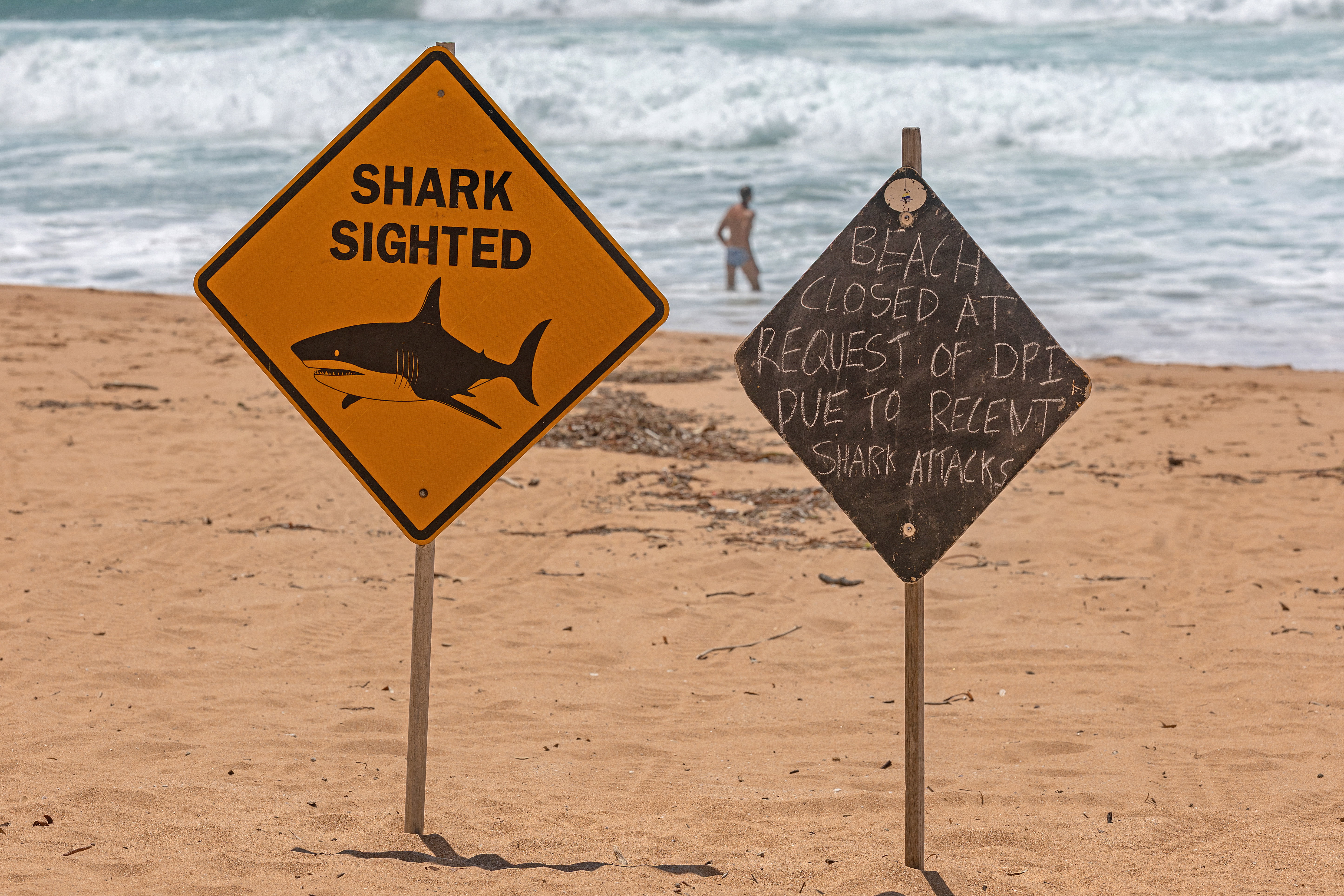 Seria ataków rekinów w Australii. Zamknięto ponad 40 plaż