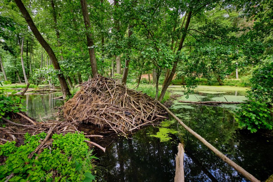 Gdzie mieszkają bobry? Nie w swoich tamach. Ich „domki” wyglądają zupełnie inaczej (fot. Shutterstock)