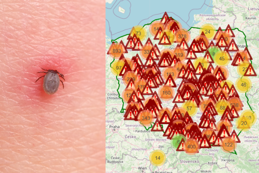 Mapa kleszczy w Polsce