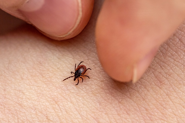 Kleszcze przenoszą groźne choroby zarówno dla ludzi, jak i zwierząt