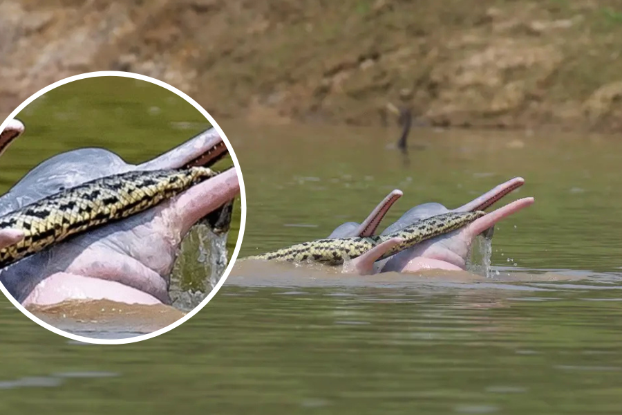 Zaskakujące zdjęcie: delfiny z ogromną anakondą w pyskach / fot. Entiauspe-Neto et al., Ecology, 2022