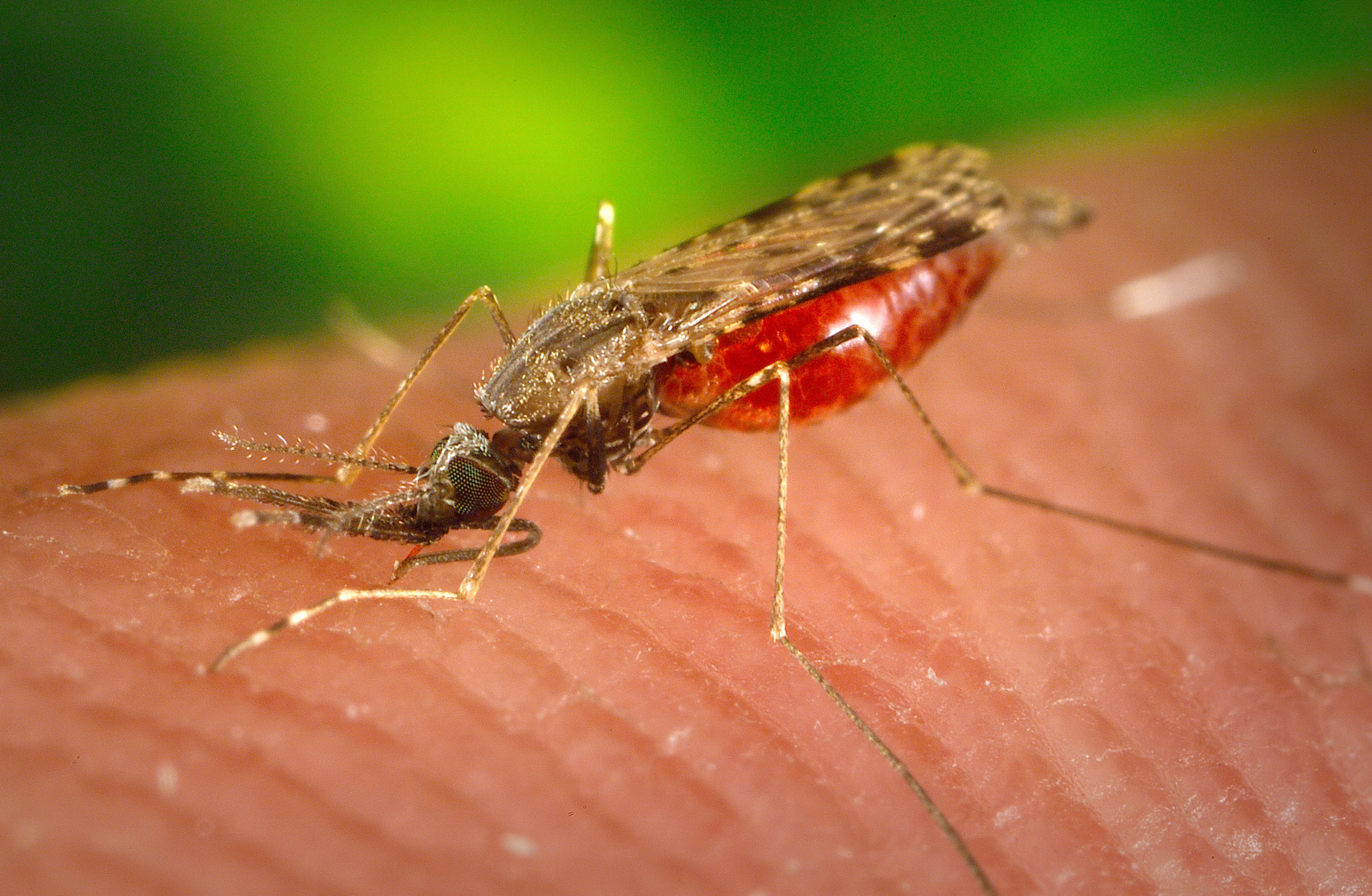 komar malaria