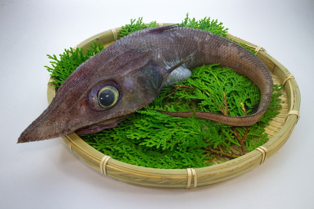 Grenadier głębinowy – Coryphaenoides profundicolus