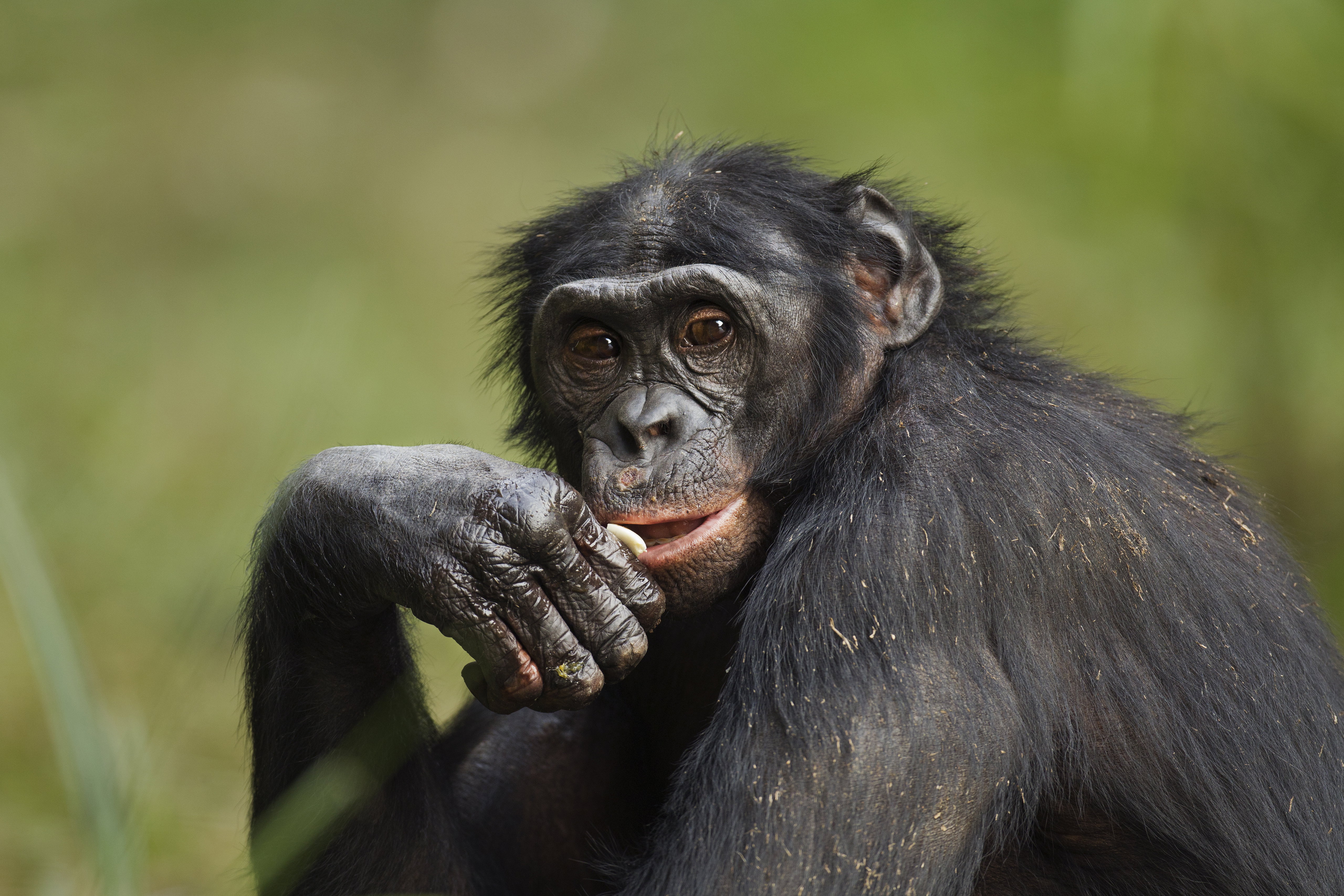 Bonobo też mają wyobraźnię. Kanzi udowodnił to w zaskakującym badaniu